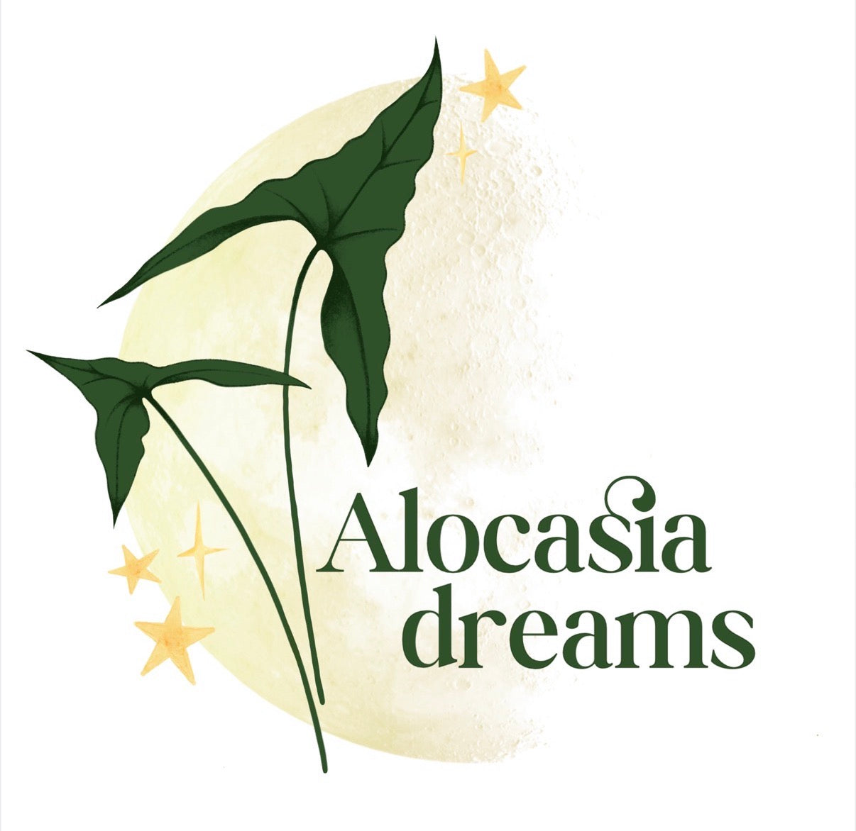Alocasiadreams
